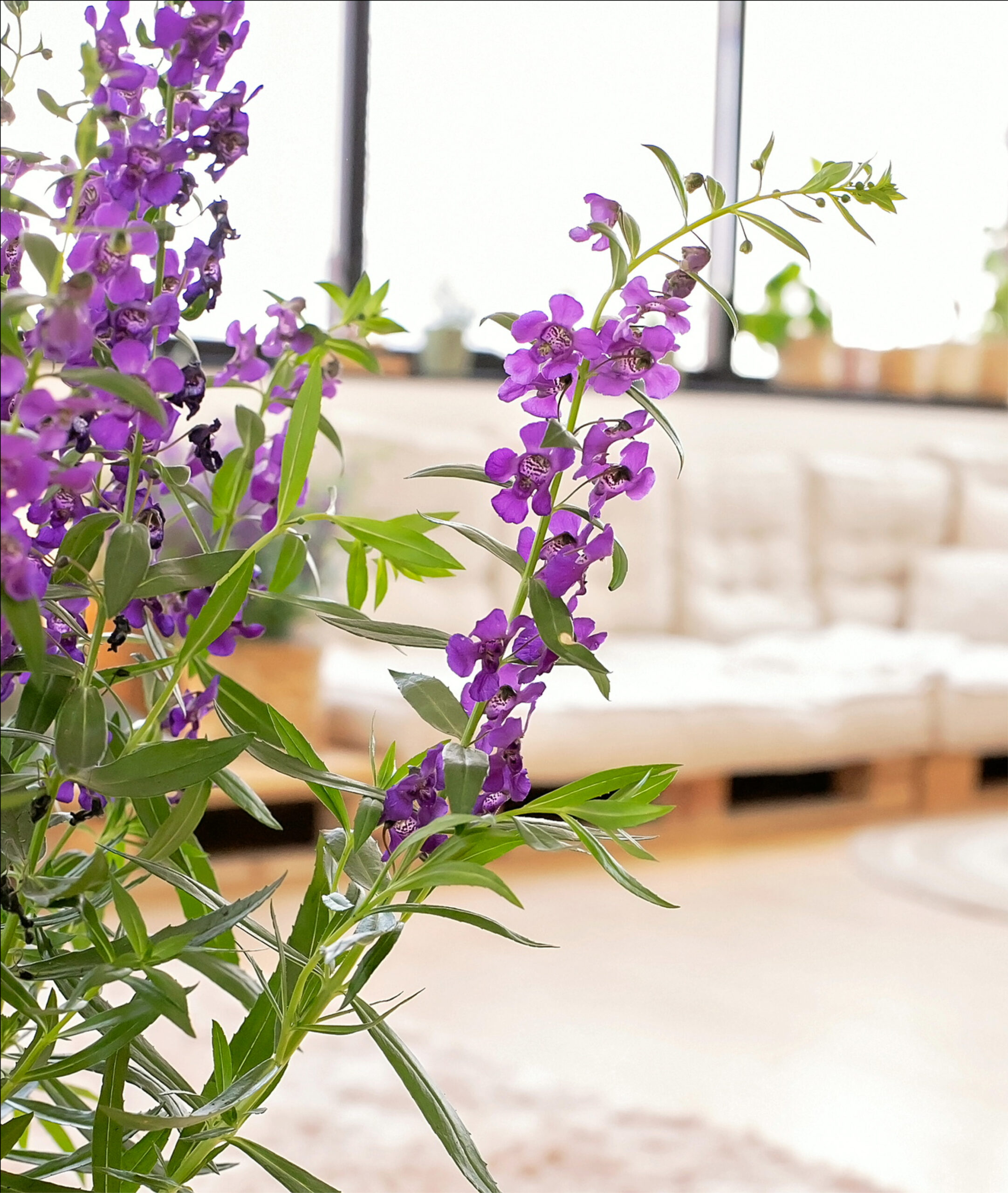 Lavanda aromaterapia benefícios