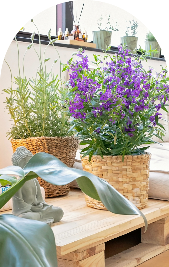 Lavanda aromaterapia benefícios